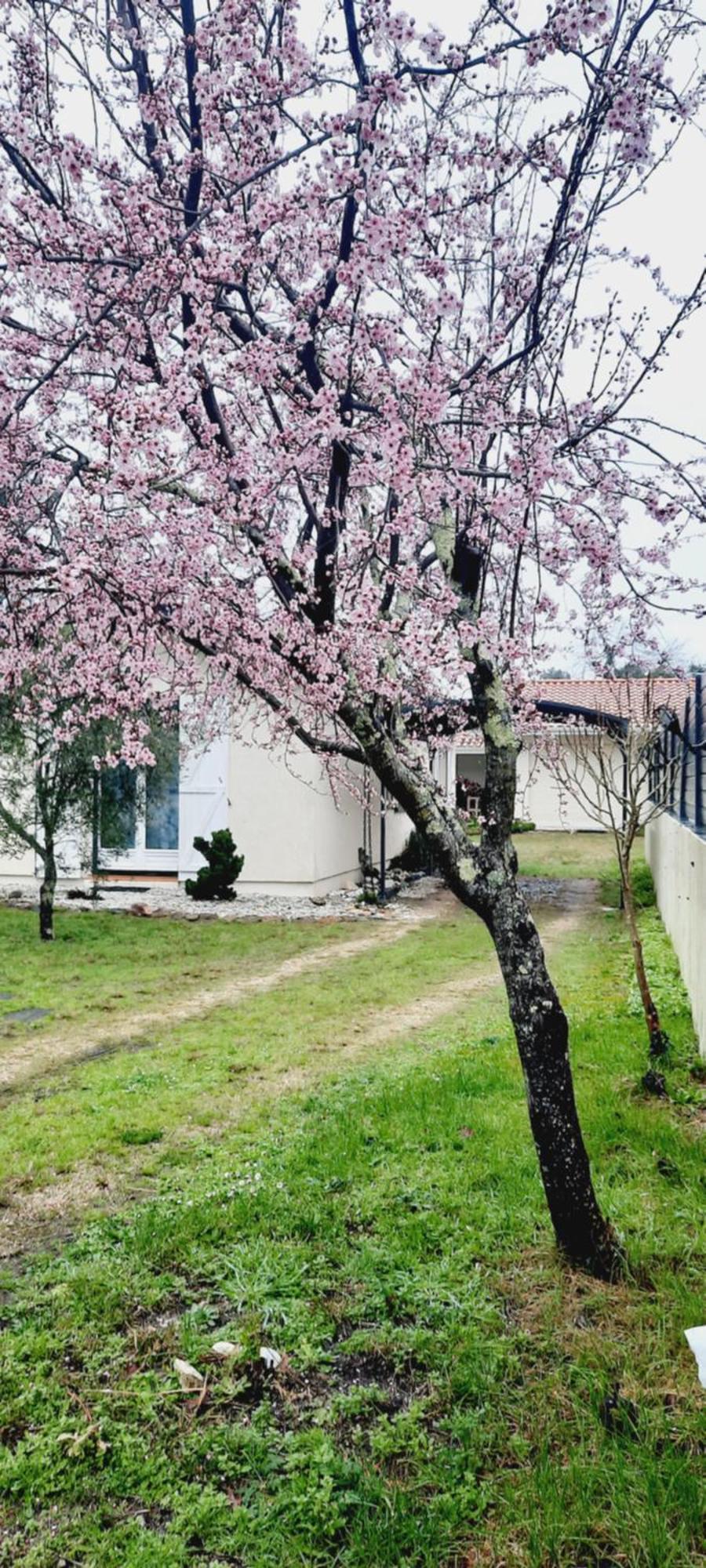Les Amandiers Biscarrosse Kültér fotó
